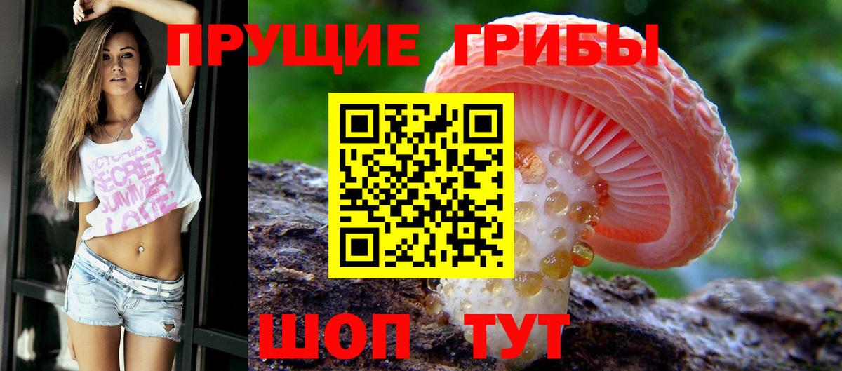 Псилоцибиновые грибы Psilocybe  Вход с VPN  как найти   Светлоград 